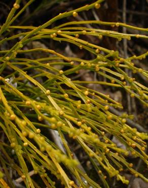 Fotografia 4 da espécie Psilotum nudum no Jardim Botânico UTAD