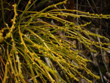 Fotografia da espécie Psilotum nudum