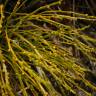 Fotografia 4 da espécie Psilotum nudum do Jardim Botânico UTAD