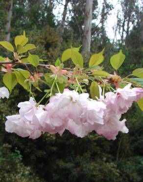 Fotografia 6 da espécie Prunus serrulata no Jardim Botânico UTAD