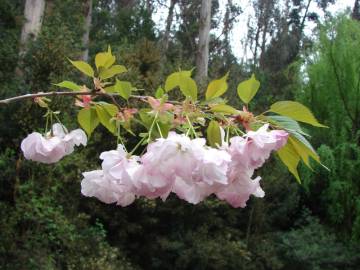 Fotografia da espécie Prunus serrulata