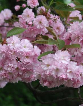 Fotografia 7 da espécie Prunus serrulata no Jardim Botânico UTAD