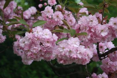 Fotografia da espécie Prunus serrulata