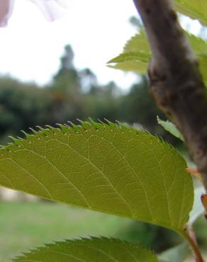 Fotografia 8 da espécie Prunus serrulata no Jardim Botânico UTAD