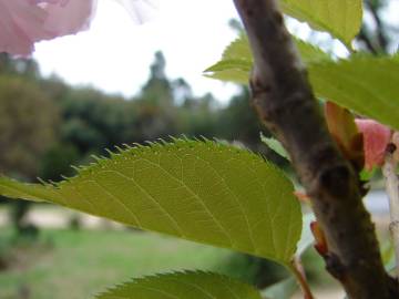 Fotografia da espécie Prunus serrulata