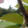 Fotografia 8 da espécie Prunus serrulata do Jardim Botânico UTAD