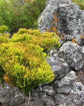 Fotografia 5 da espécie Psilotum nudum no Jardim Botânico UTAD