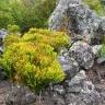 Fotografia 5 da espécie Psilotum nudum do Jardim Botânico UTAD