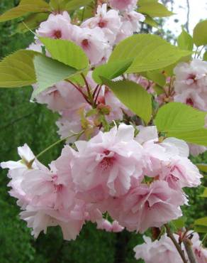 Fotografia 9 da espécie Prunus serrulata no Jardim Botânico UTAD