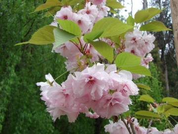 Fotografia da espécie Prunus serrulata