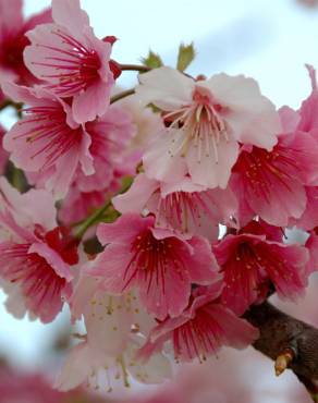 Fotografia 10 da espécie Prunus serrulata no Jardim Botânico UTAD