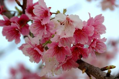 Fotografia da espécie Prunus serrulata