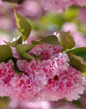 Fotografia 11 da espécie Prunus serrulata no Jardim Botânico UTAD