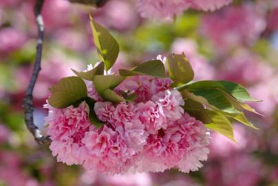 Fotografia da espécie Prunus serrulata