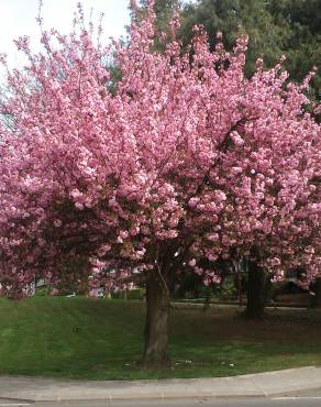 Fotografia 12 da espécie Prunus serrulata no Jardim Botânico UTAD