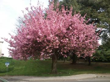 Fotografia da espécie Prunus serrulata