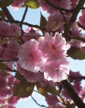 Fotografia 13 da espécie Prunus serrulata no Jardim Botânico UTAD