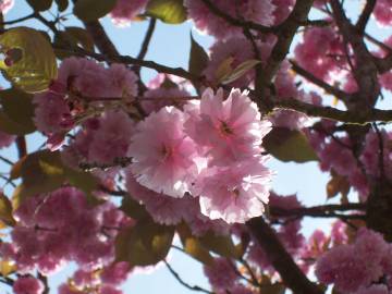 Fotografia da espécie Prunus serrulata