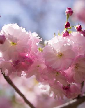 Fotografia 14 da espécie Prunus serrulata no Jardim Botânico UTAD