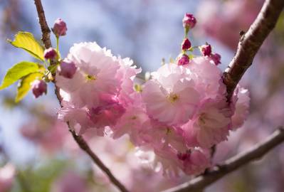 Fotografia da espécie Prunus serrulata