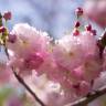 Fotografia 14 da espécie Prunus serrulata do Jardim Botânico UTAD