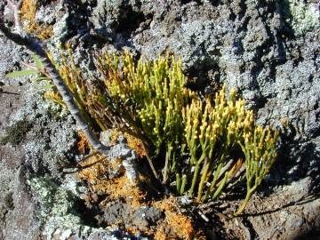 Fotografia da espécie Psilotum nudum