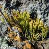Fotografia 6 da espécie Psilotum nudum do Jardim Botânico UTAD