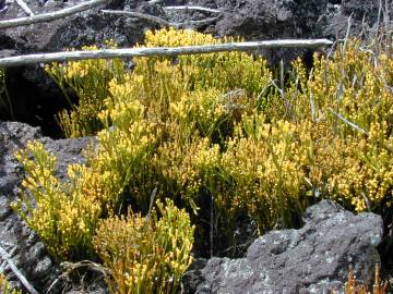 Fotografia da espécie Psilotum nudum