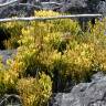 Fotografia 7 da espécie Psilotum nudum do Jardim Botânico UTAD