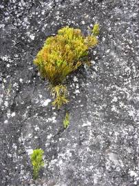 Fotografia da espécie Psilotum nudum