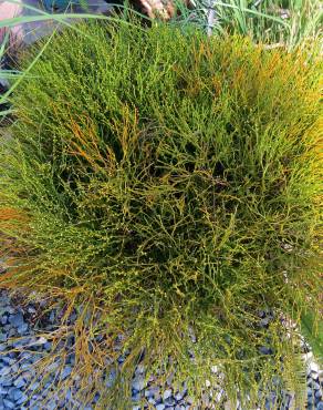 Fotografia 9 da espécie Psilotum nudum no Jardim Botânico UTAD