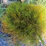Fotografia 9 da espécie Psilotum nudum do Jardim Botânico UTAD