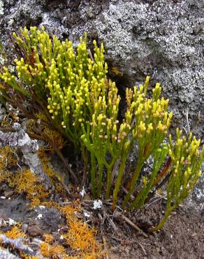 Fotografia 10 da espécie Psilotum nudum no Jardim Botânico UTAD