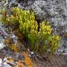 Fotografia 10 da espécie Psilotum nudum do Jardim Botânico UTAD