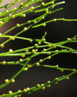 Fotografia 11 da espécie Psilotum nudum no Jardim Botânico UTAD