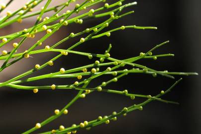 Fotografia da espécie Psilotum nudum