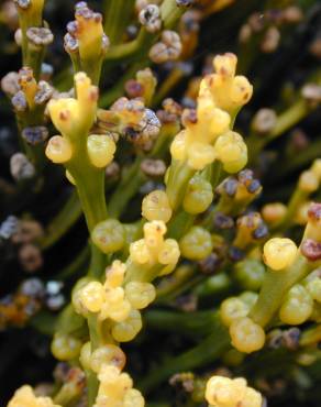 Fotografia 12 da espécie Psilotum nudum no Jardim Botânico UTAD