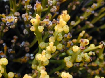 Fotografia da espécie Psilotum nudum