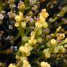 Fotografia 12 da espécie Psilotum nudum do Jardim Botânico UTAD