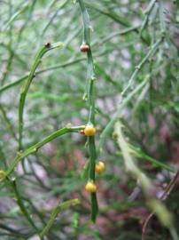 Fotografia da espécie Psilotum nudum