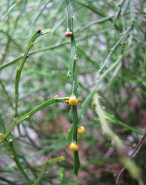 Fotografia 13 da espécie Psilotum nudum no Jardim Botânico UTAD