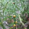 Fotografia 13 da espécie Psilotum nudum do Jardim Botânico UTAD