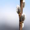 Fotografia 3 da espécie Salix viminalis do Jardim Botânico UTAD