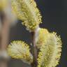 Fotografia 4 da espécie Salix viminalis do Jardim Botânico UTAD