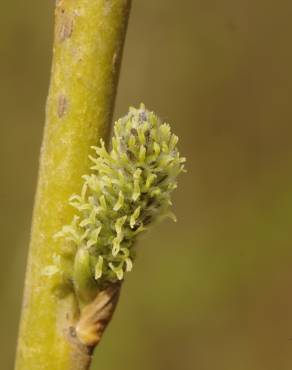 Fotografia 5 da espécie Salix viminalis no Jardim Botânico UTAD