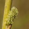 Fotografia 5 da espécie Salix viminalis do Jardim Botânico UTAD