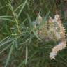 Fotografia 6 da espécie Salix viminalis do Jardim Botânico UTAD