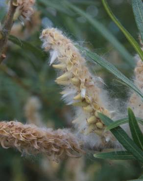 Fotografia 7 da espécie Salix viminalis no Jardim Botânico UTAD