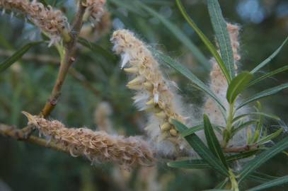 Fotografia da espécie Salix viminalis