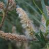 Fotografia 7 da espécie Salix viminalis do Jardim Botânico UTAD